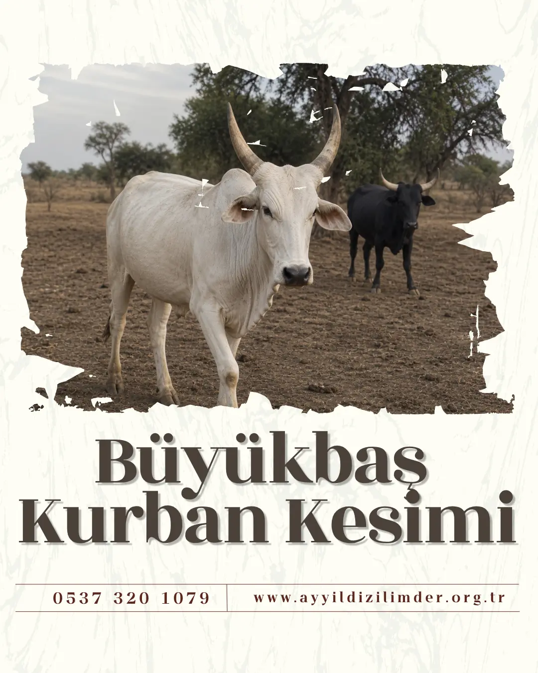 BÜYÜKBAŞ HİSSE